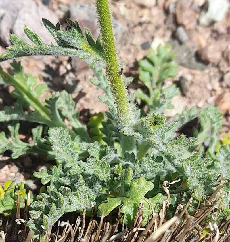 Gilia crassifolia — related species from the same genus