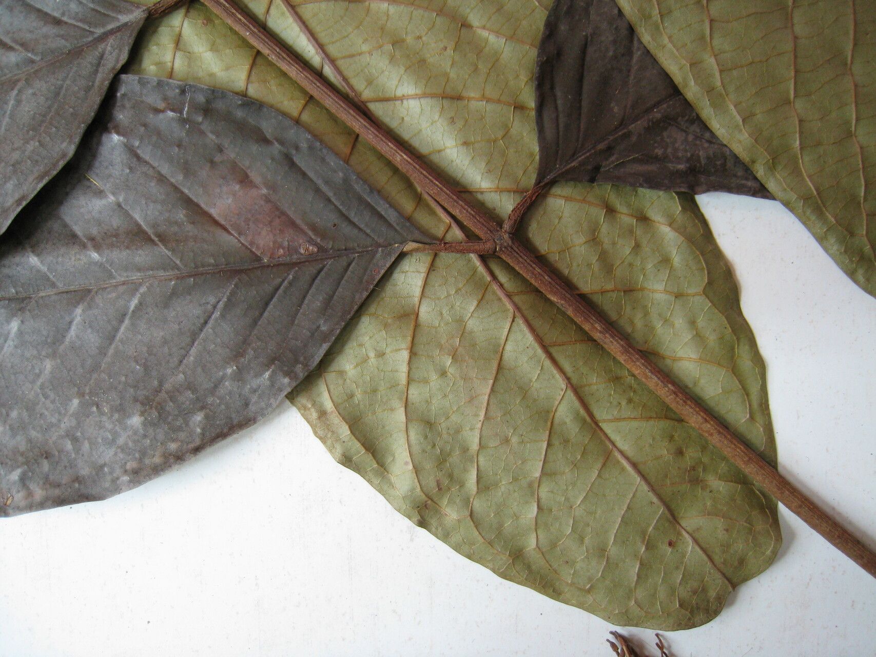 Inga retinocarpa other