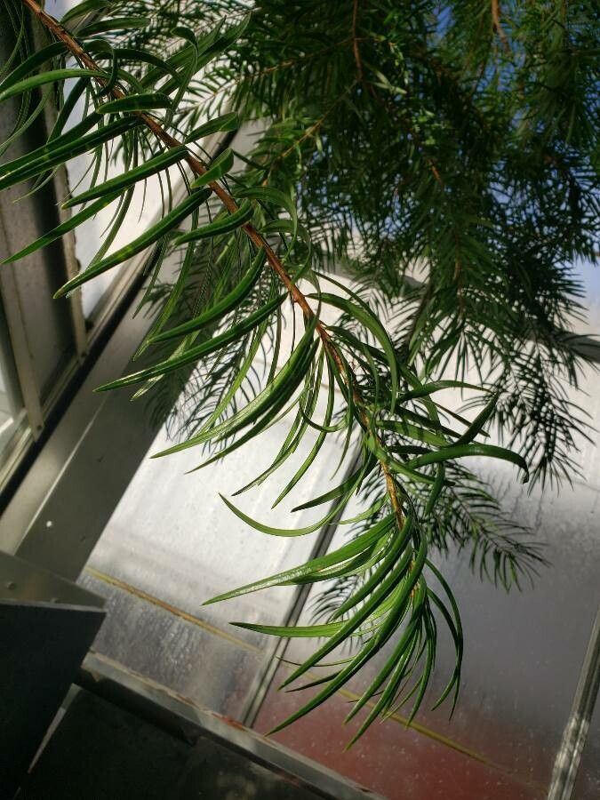 Keteleeria evelyniana — search result for 'Laos'