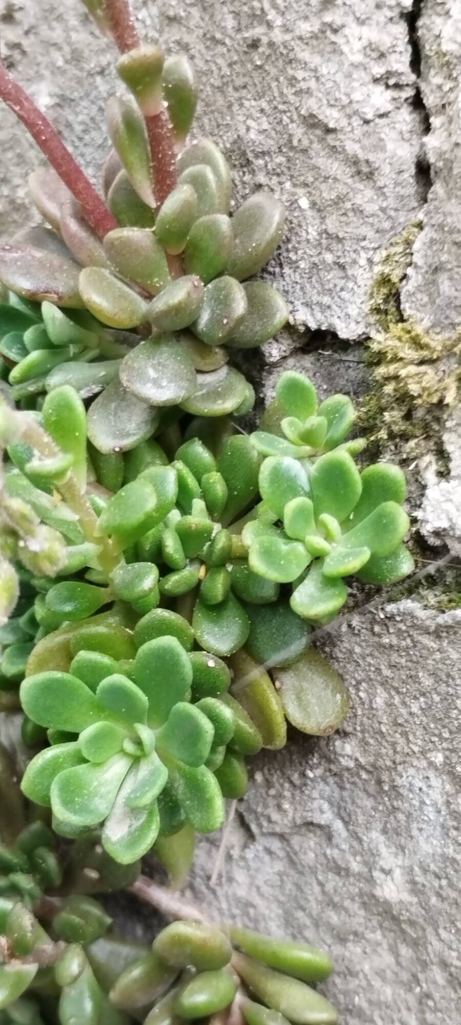 Rosularia rosulata leaf