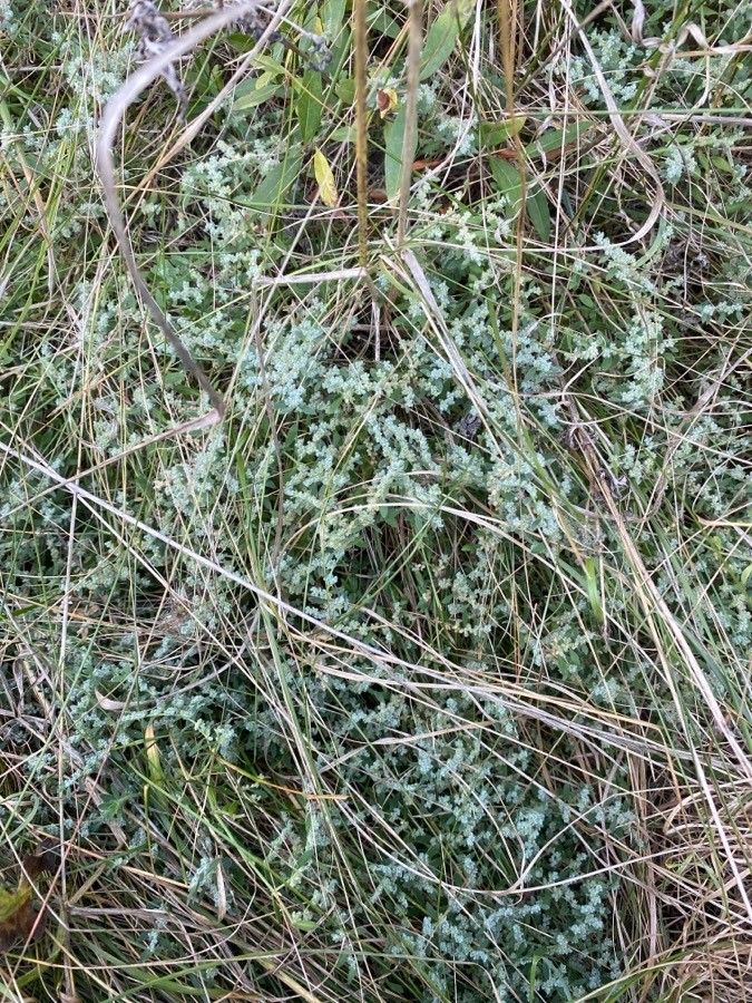 Herniaria incana habit