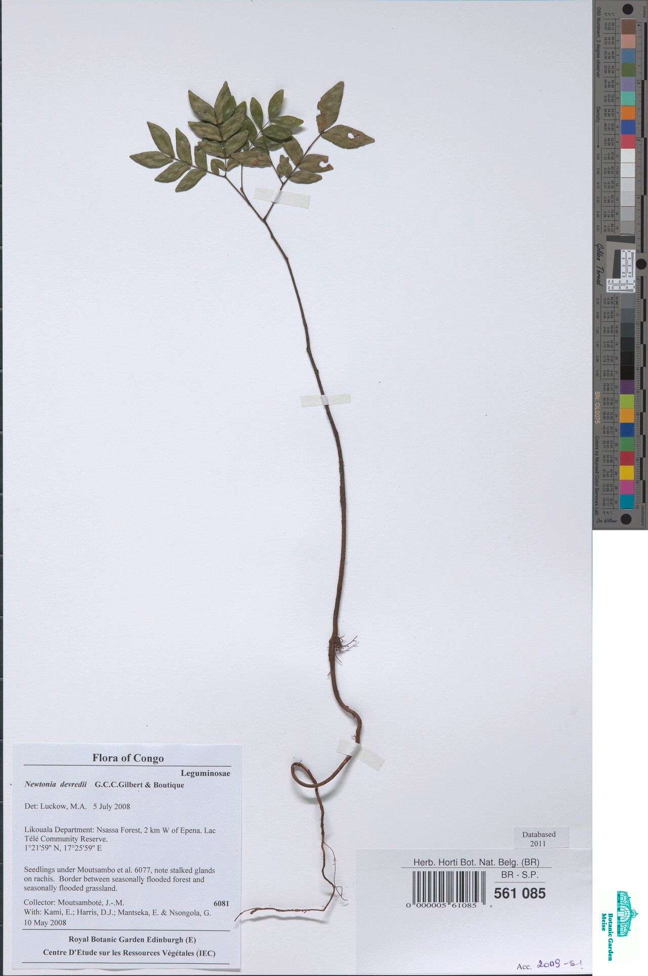 Newtonia devredii — related species from the same genus