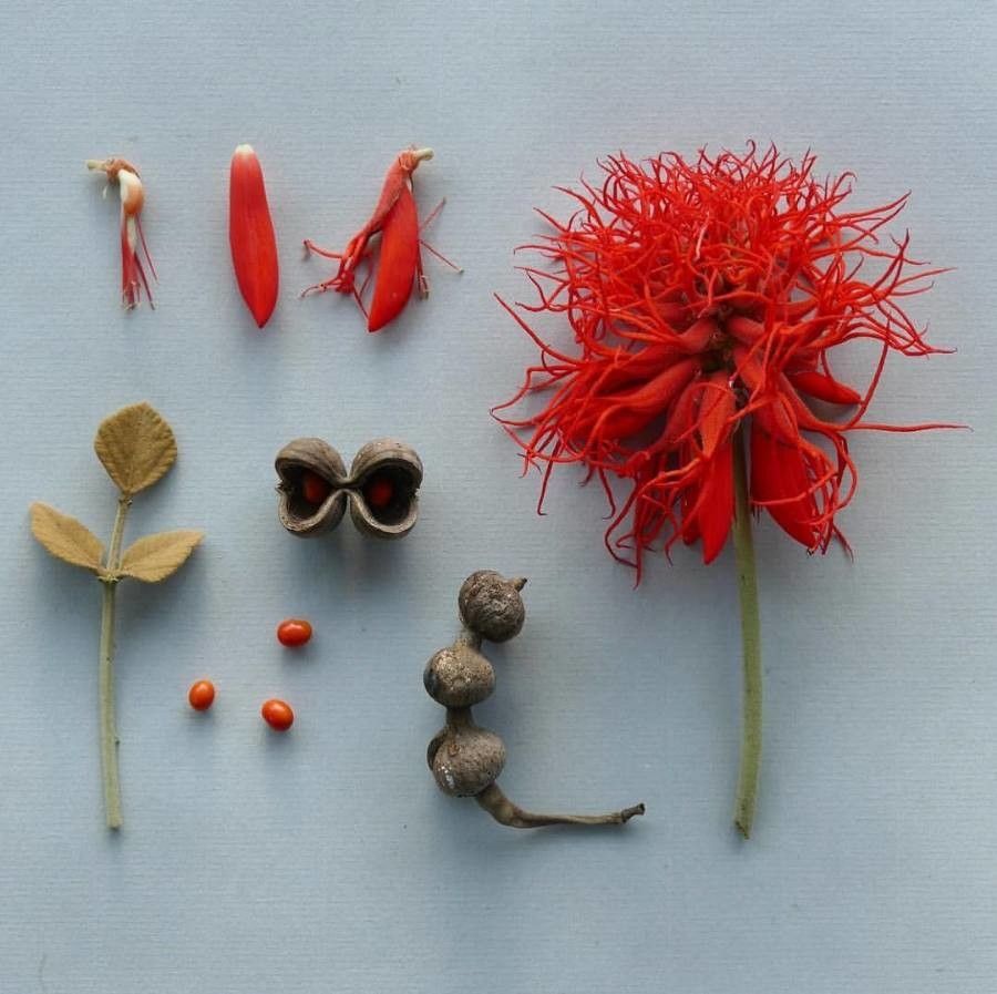 Erythrina abyssinica flower