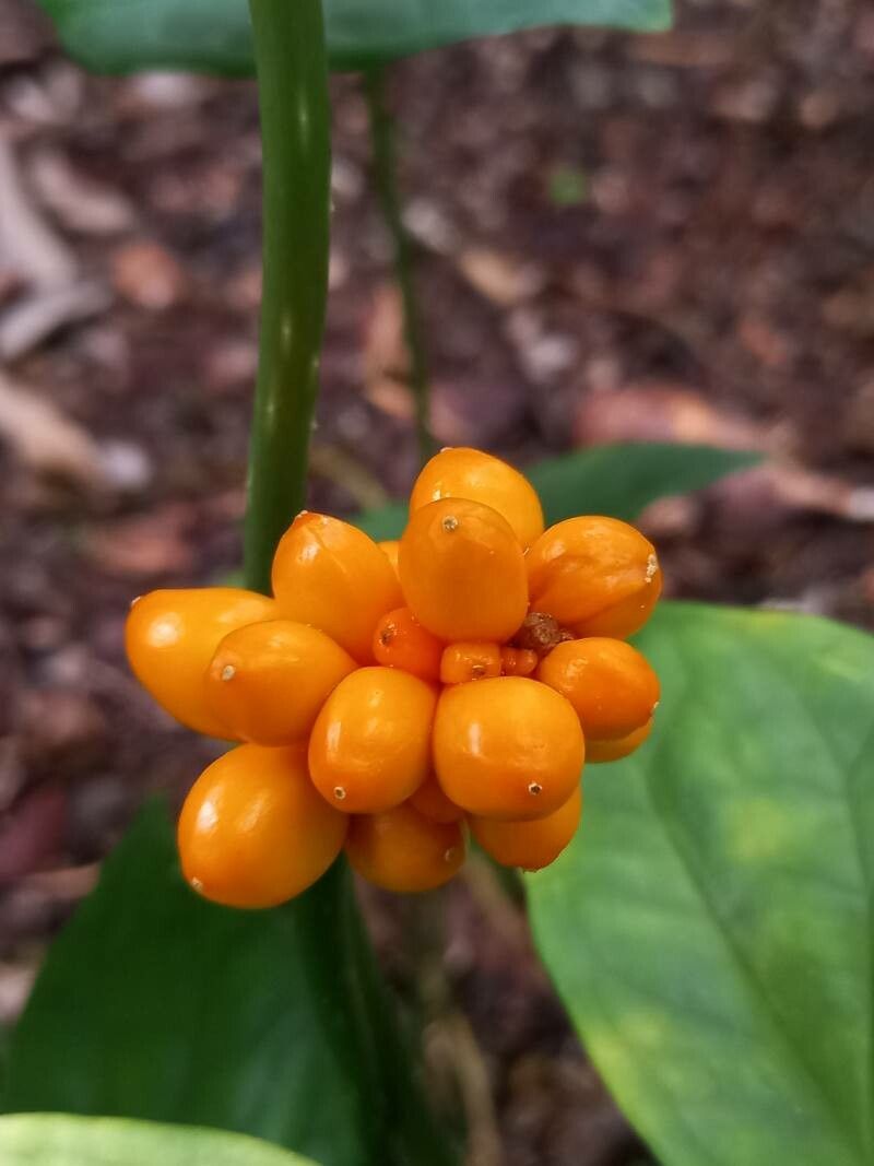 Nephthytis afzelii fruit