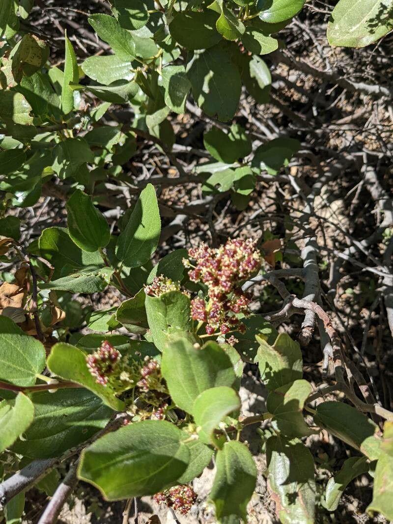 Ceanothus velutinus flower