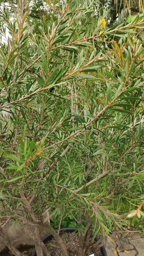 Callistemon phoeniceus habit