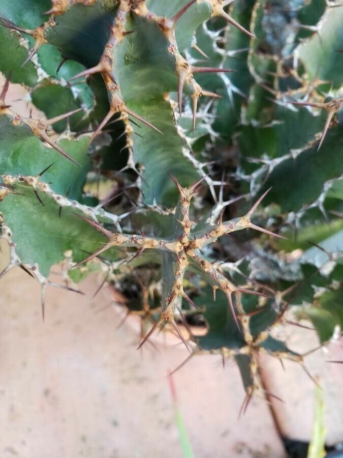 Euphorbia perangusta — houseplant care guide