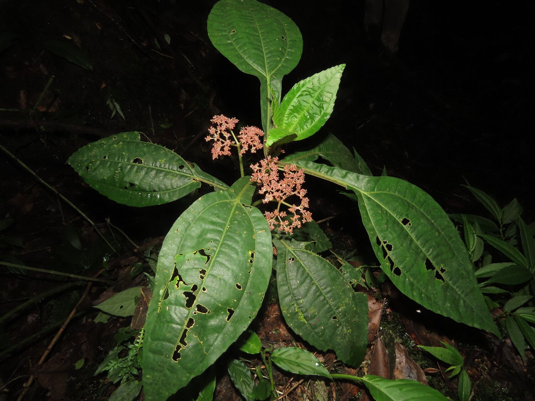 Pilea pteropodon leaf