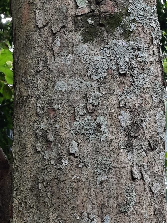 Quercus lancifolia bark