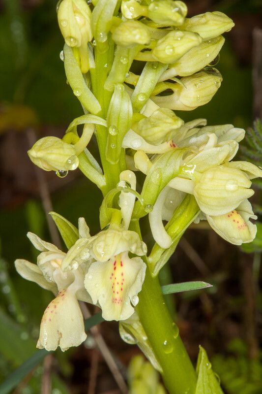 Orchis provincialis bark