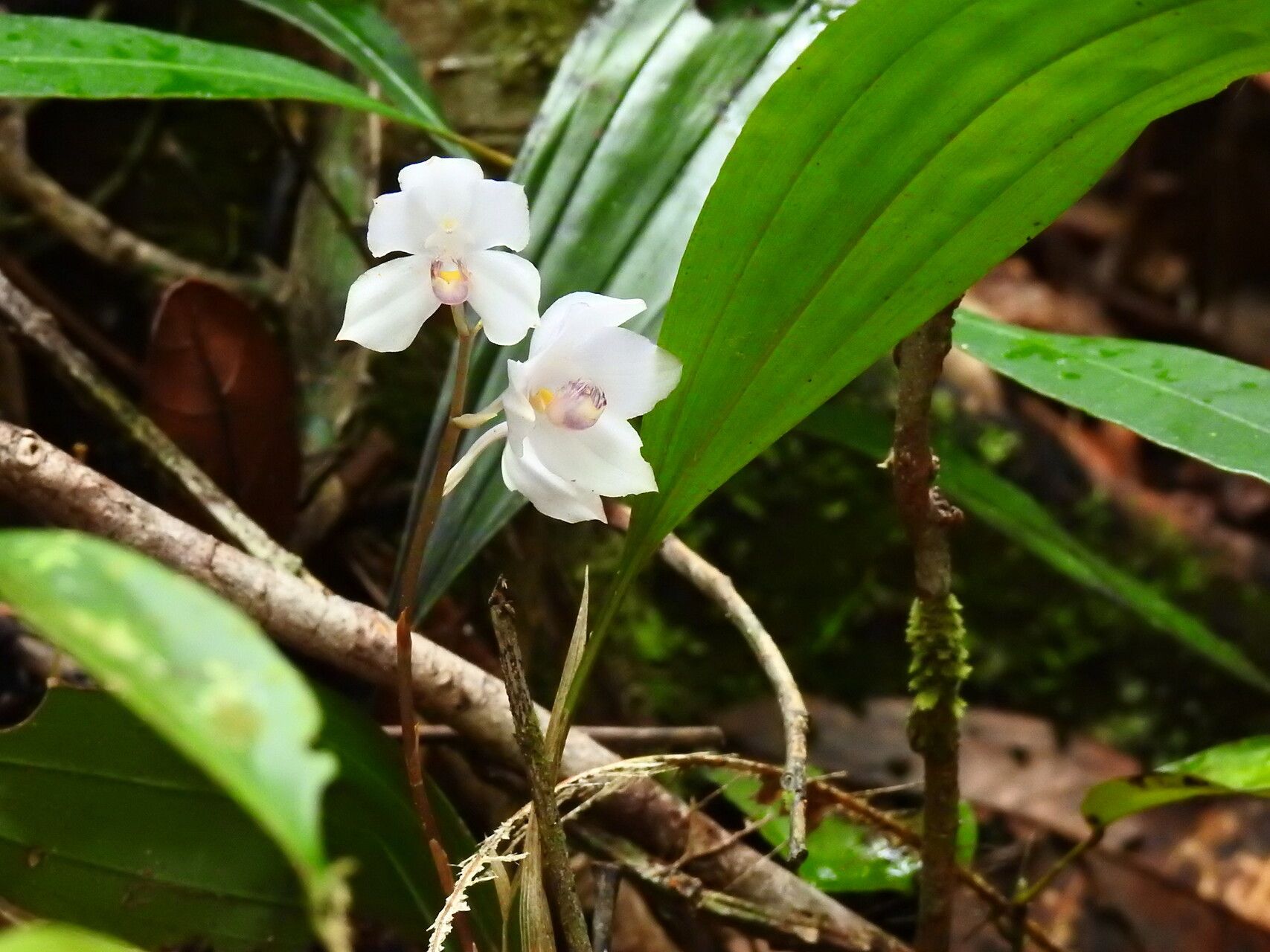 Aganisia fimbriata — related species from the same genus