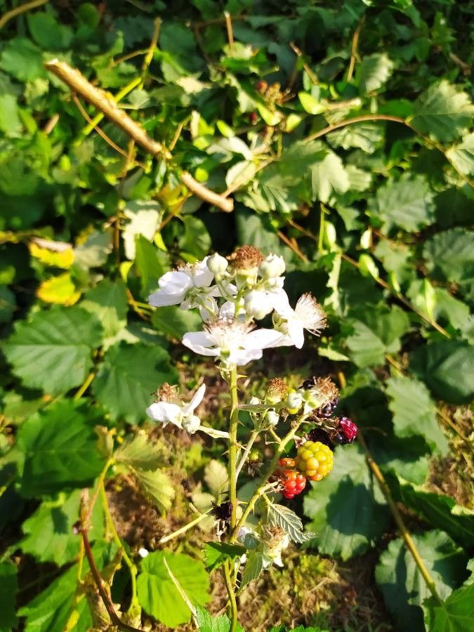 Rubus praecox flower