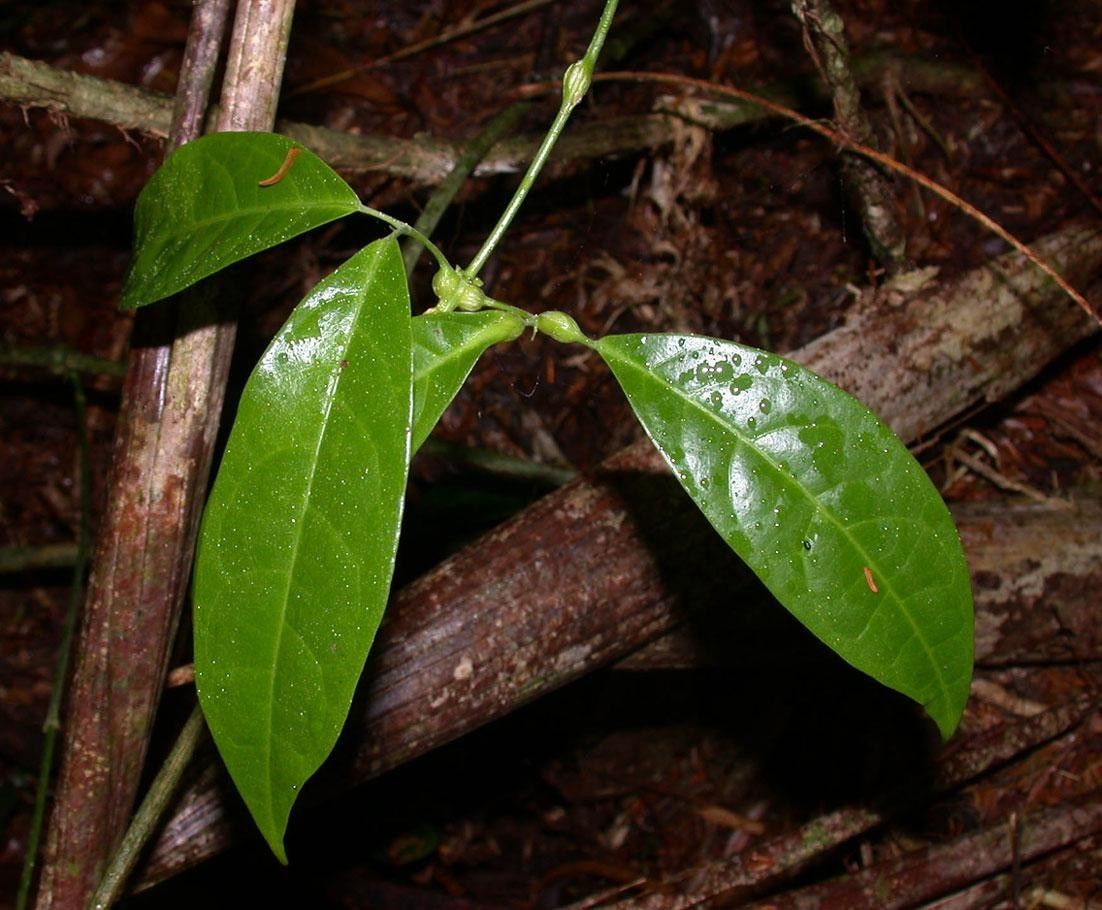 Anemopaegma chrysoleucum — related species from the same genus