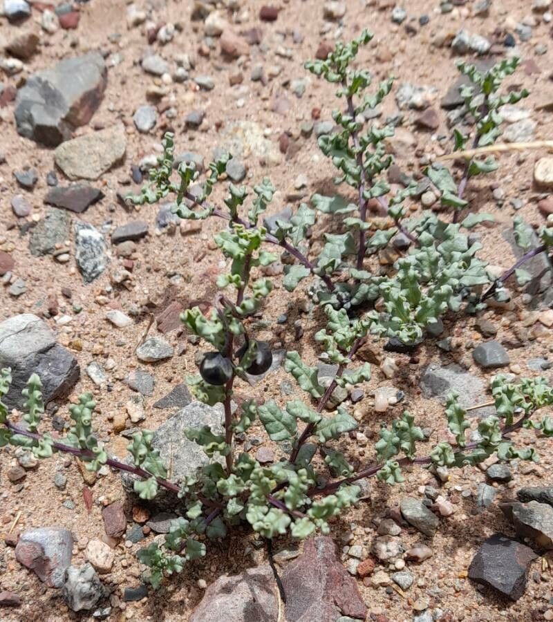 Solanum sinuatirecurvum habit