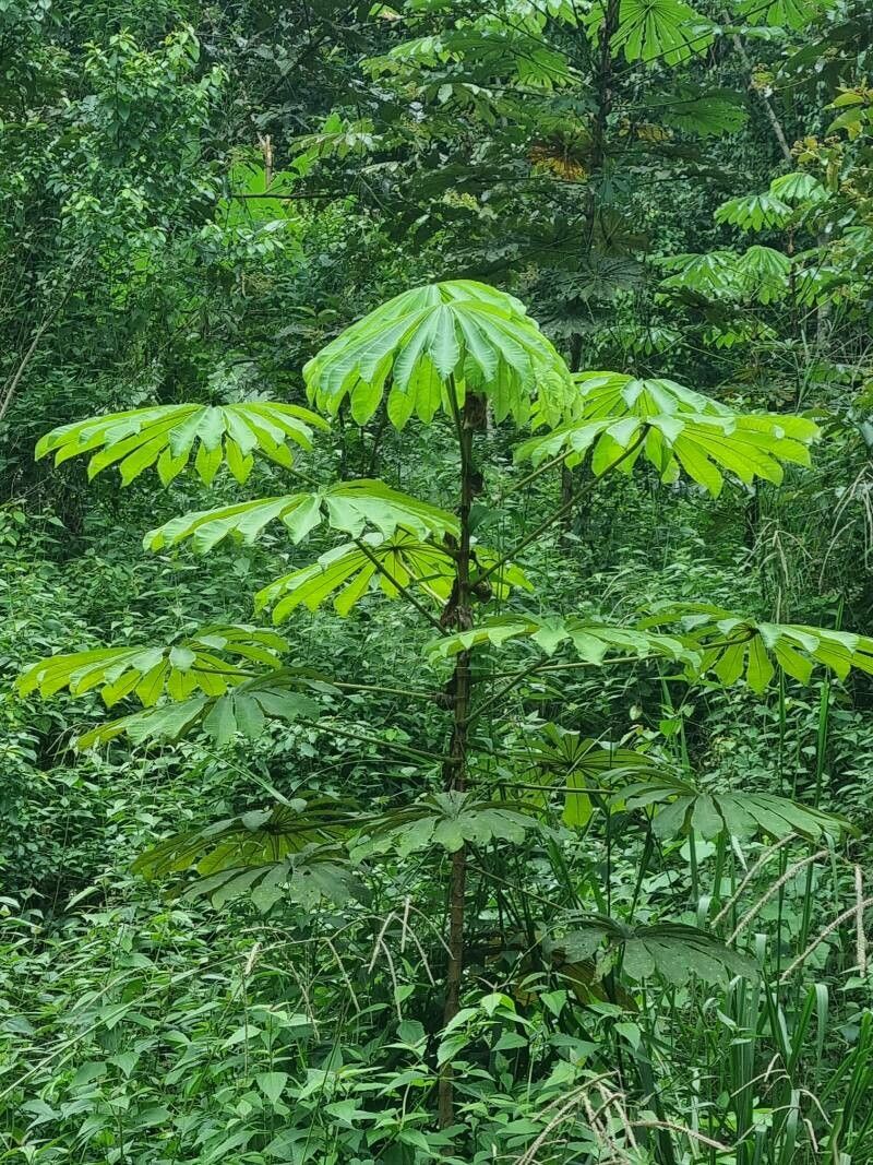 Musanga cecropioides — search result for 'Angola'