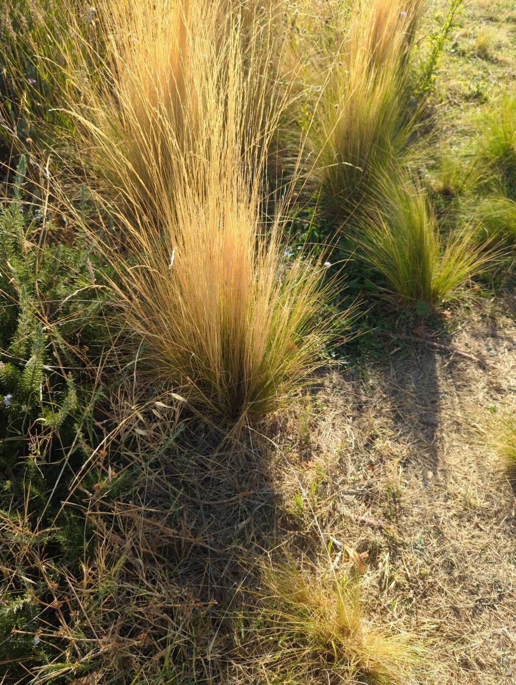 Festuca novae-zelandiae — houseplant care guide