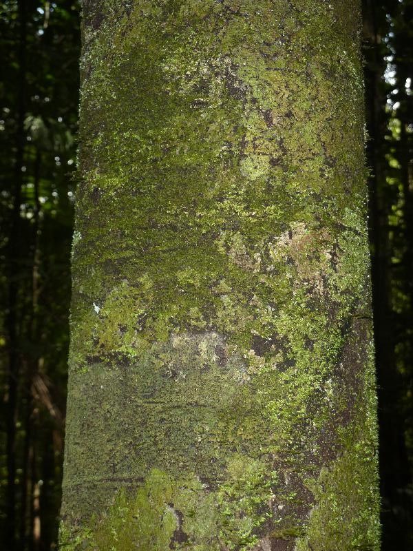 Diospyros dichroa bark