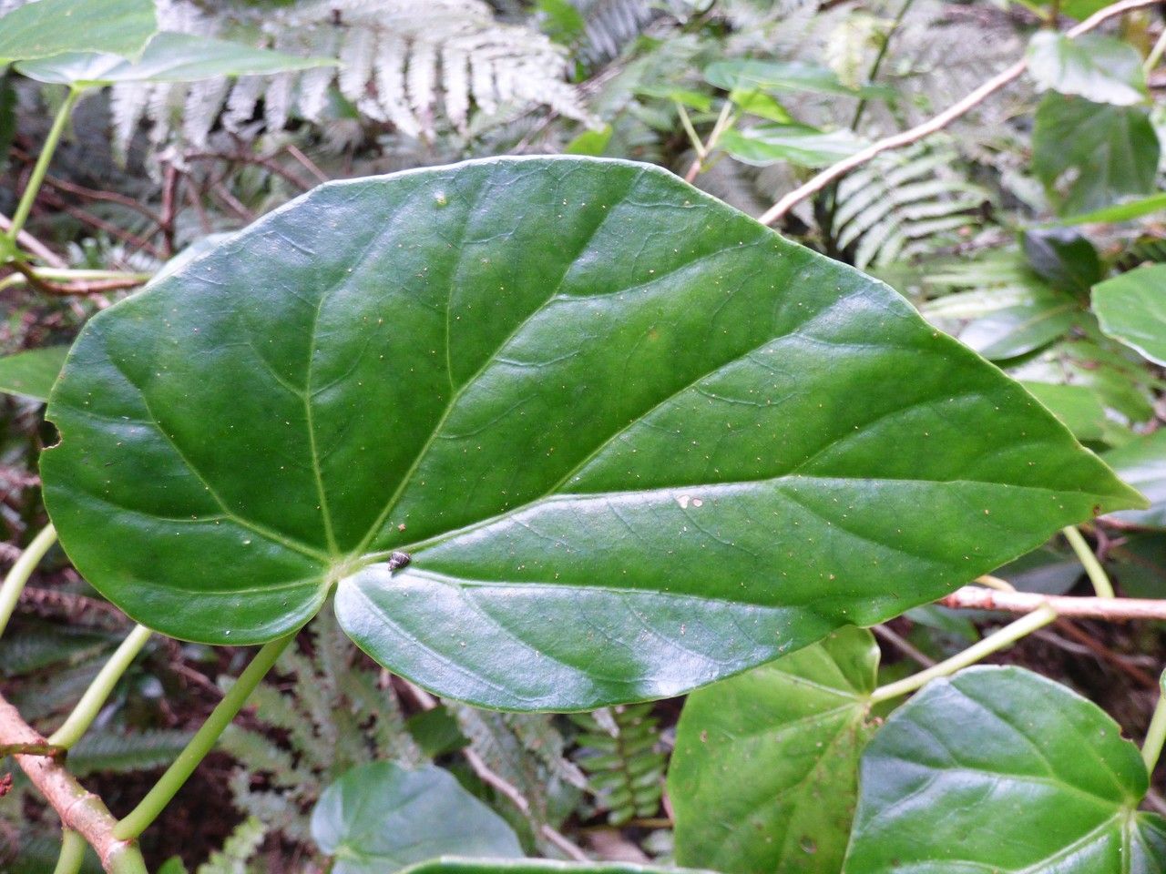 Begonia salaziensis leaf