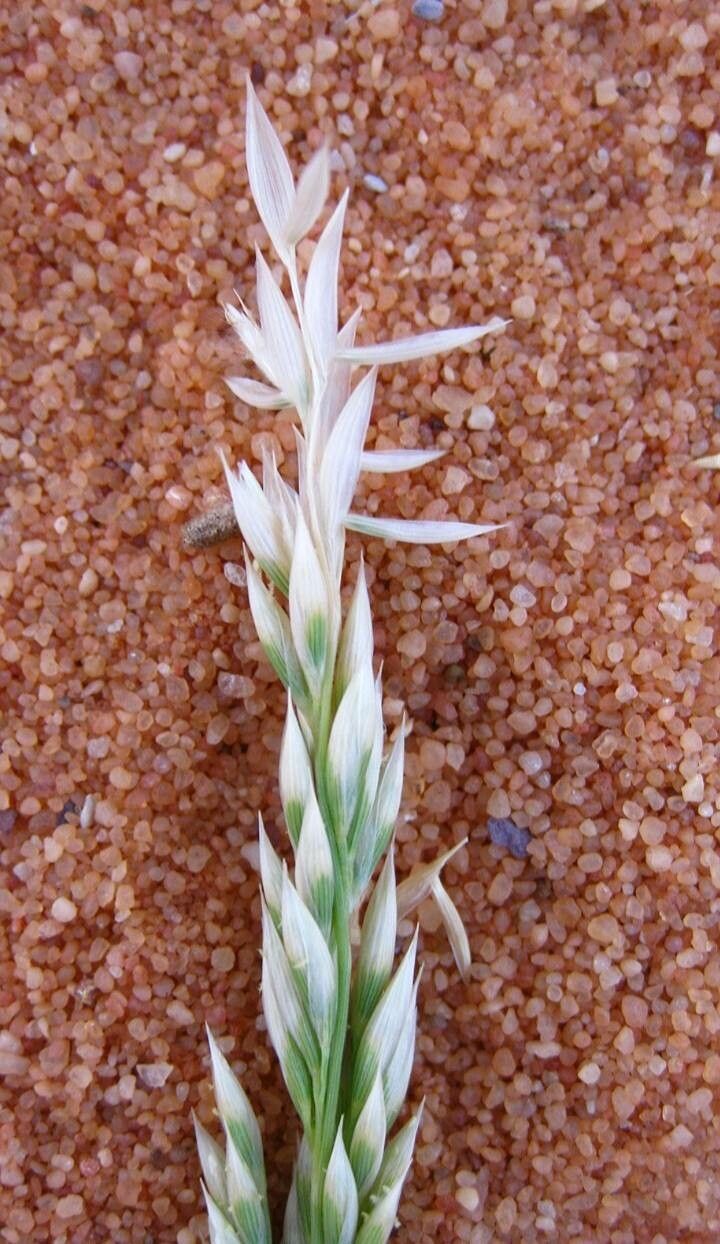 Eragrostis racemosa flower
