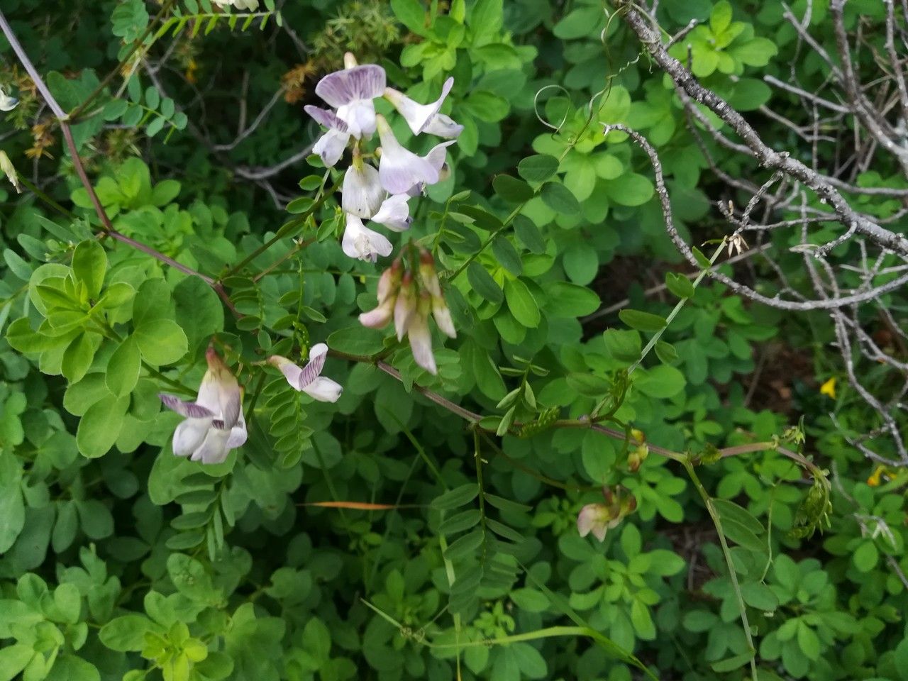 Vicia sylvatica leaf