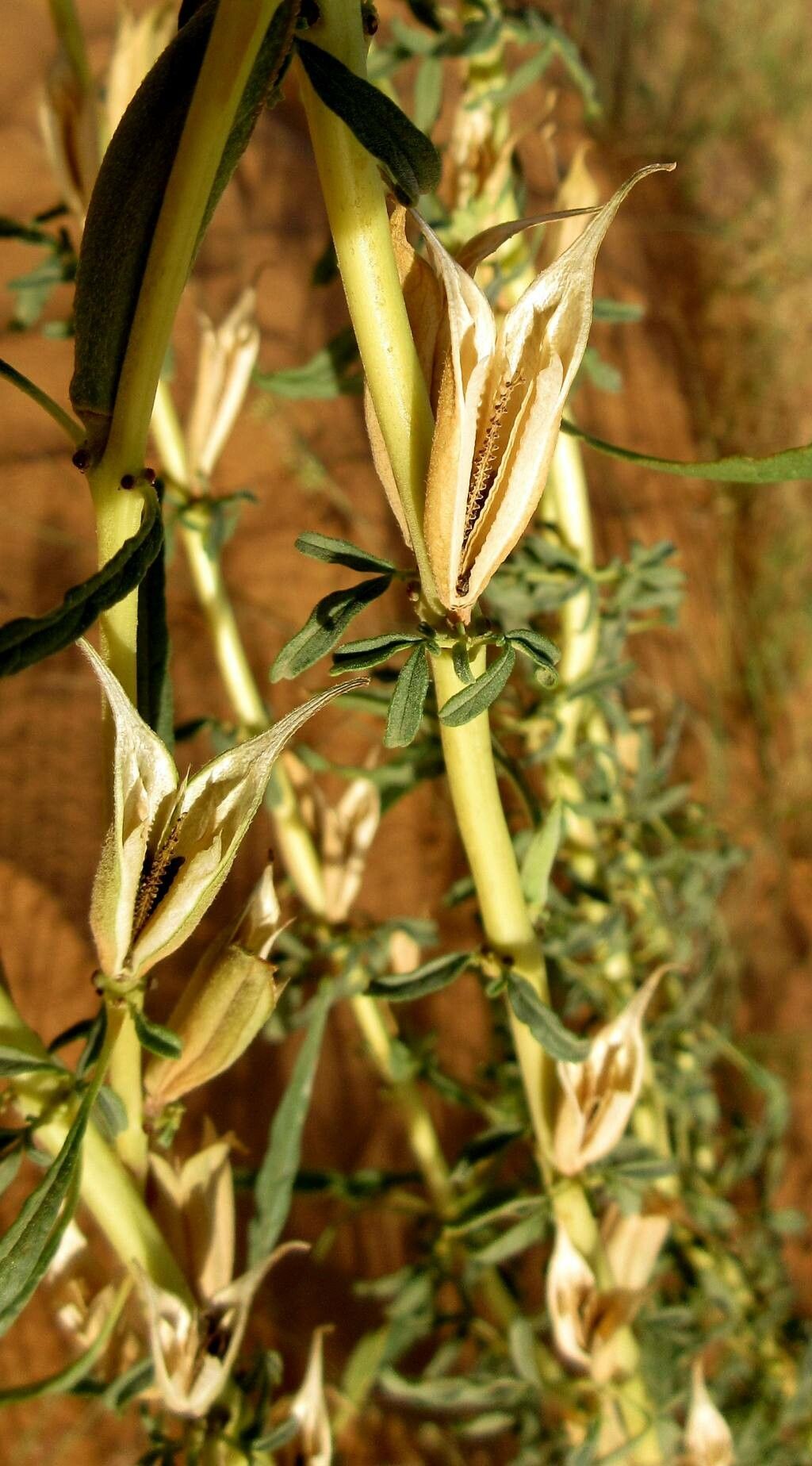 Sesamum alatum fruit