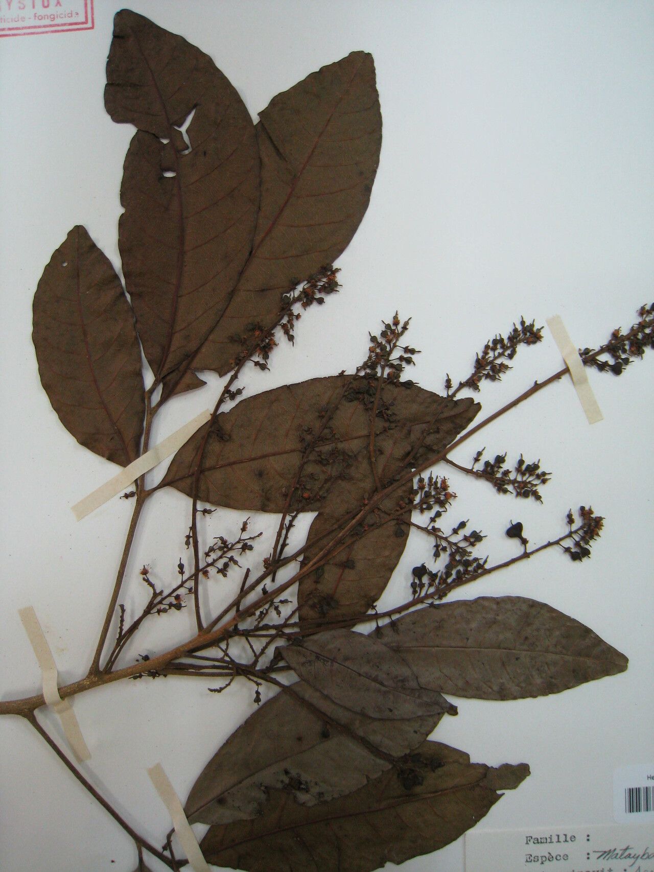 Matayba arborescens other