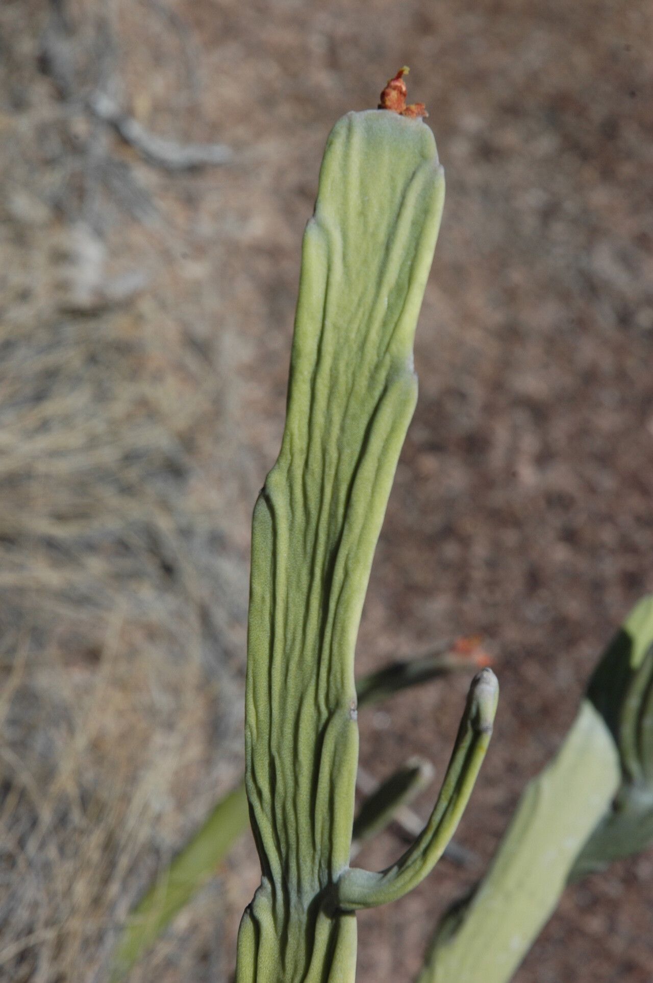 Euphorbia crassa — houseplant care guide