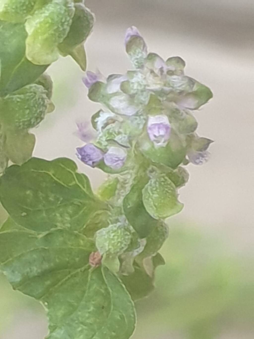 Platostoma africanum leaf