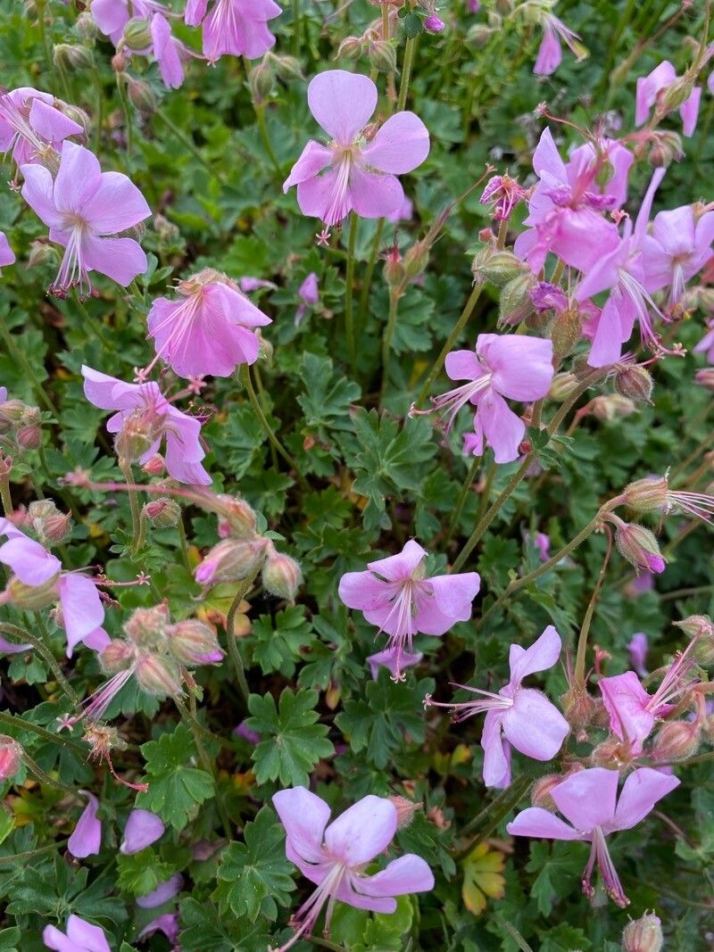 Geranium dalmaticum flower
