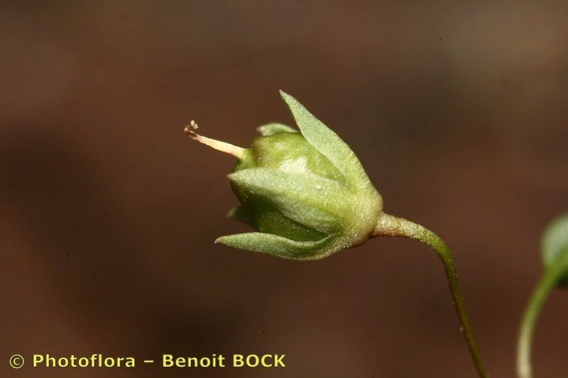 Kickxia urbanii fruit