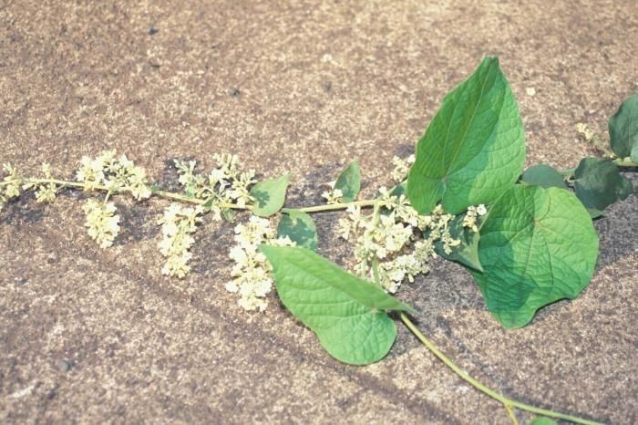 Poranopsis paniculata habit