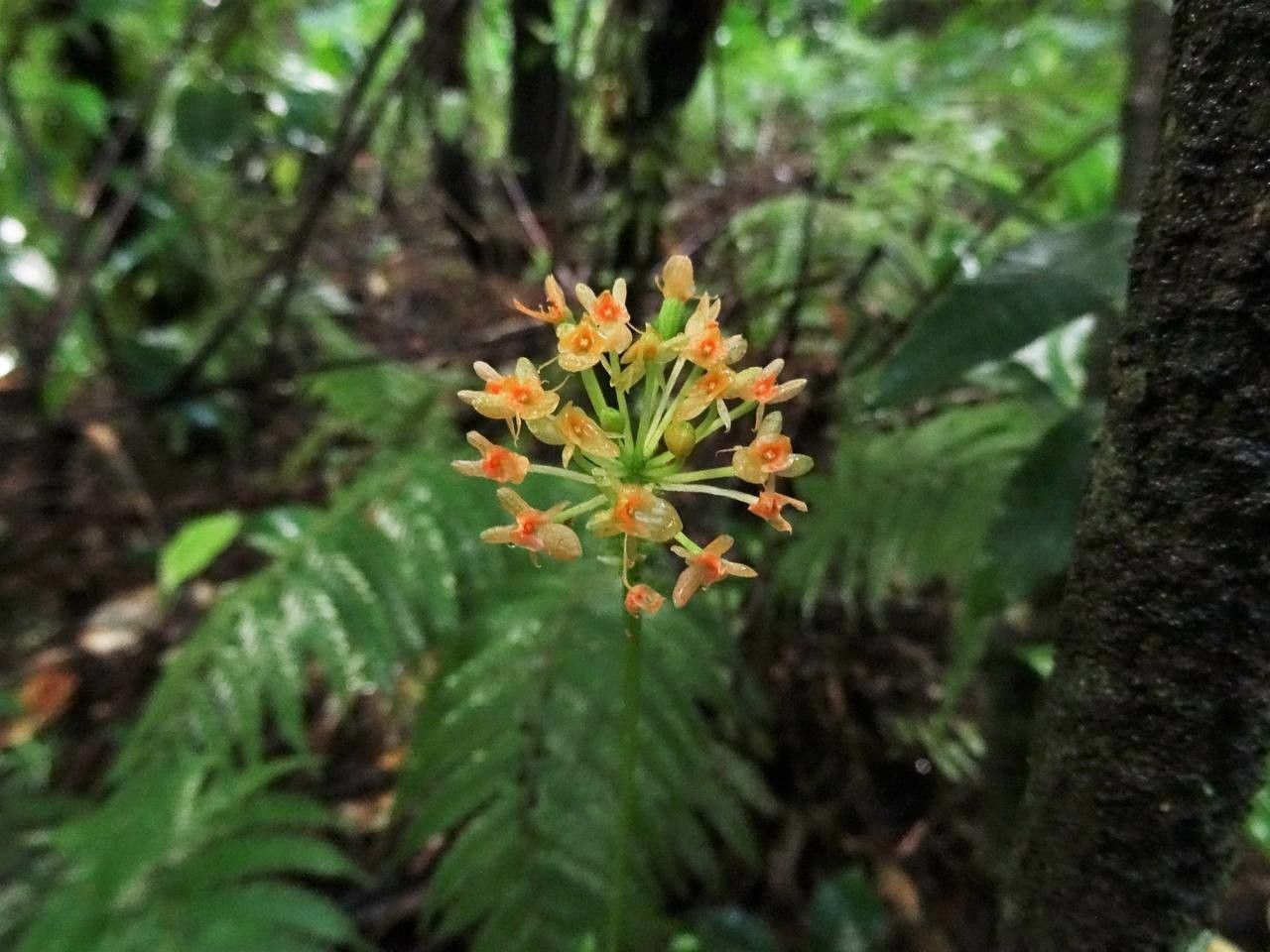 Malaxis major — search result for 'Malaxis'