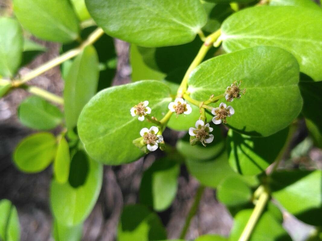 Euphorbia fosbergi flower