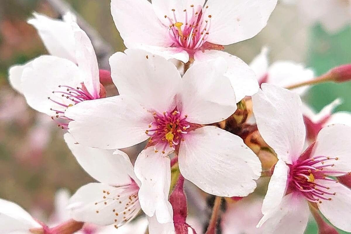 Prunus × yedoensis flower