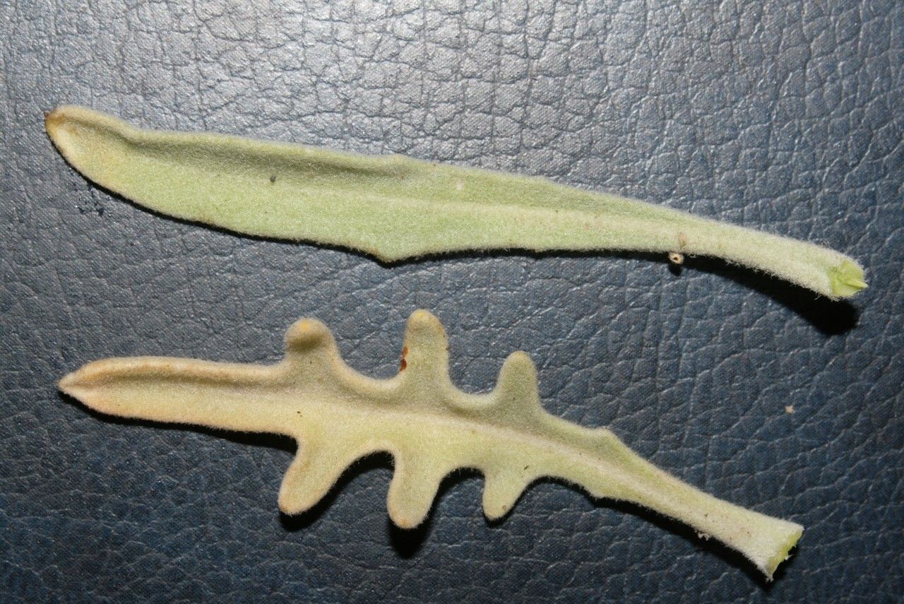 Matthiola crassifolia