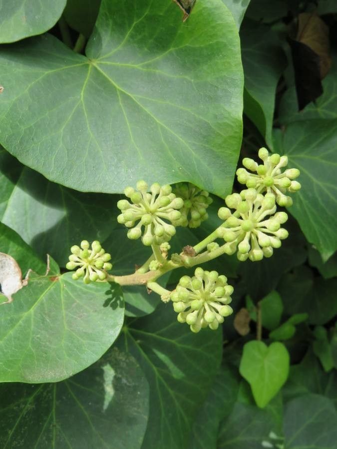 Hedera azorica flower