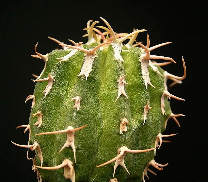 Euphorbia columnaris leaf