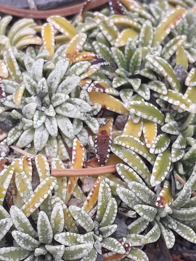 Saxifraga crustata leaf