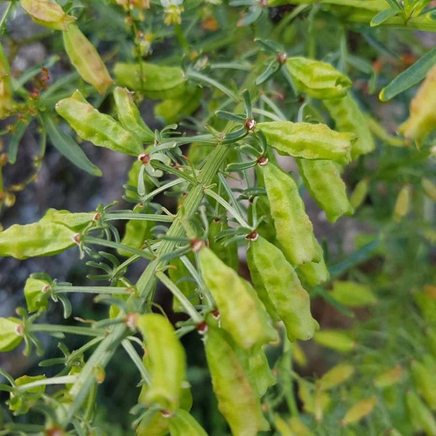 Reseda jacquinii fruit