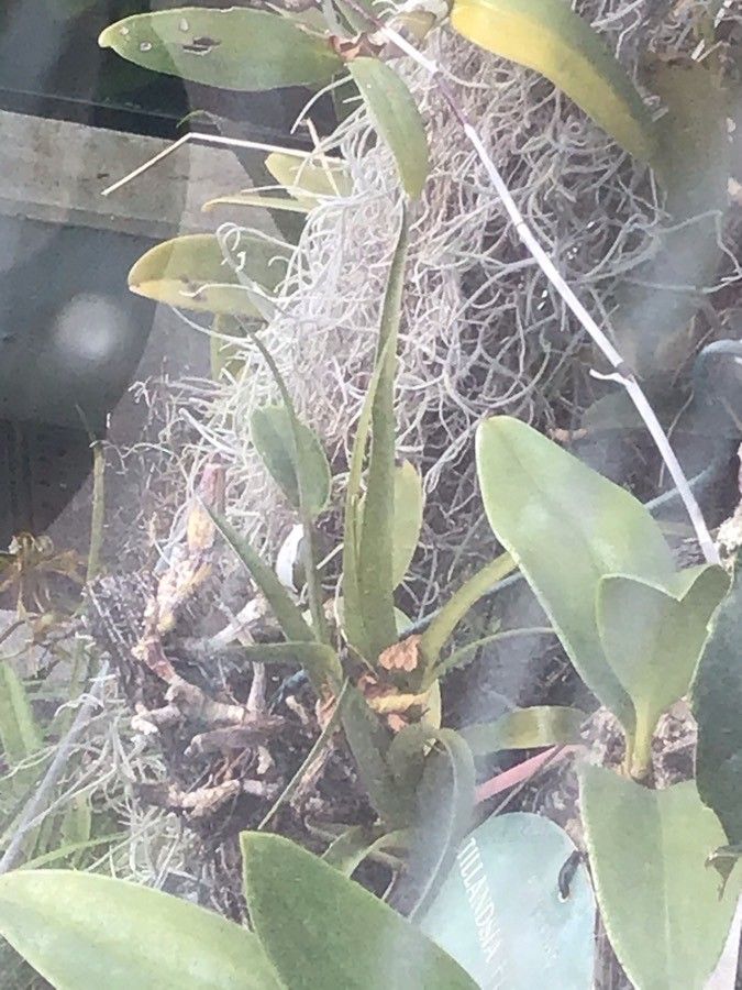 Tillandsia flabellata — search result for 'El Salvador'