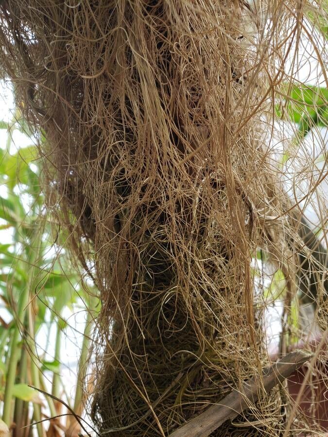 Coccothrinax crinita other
