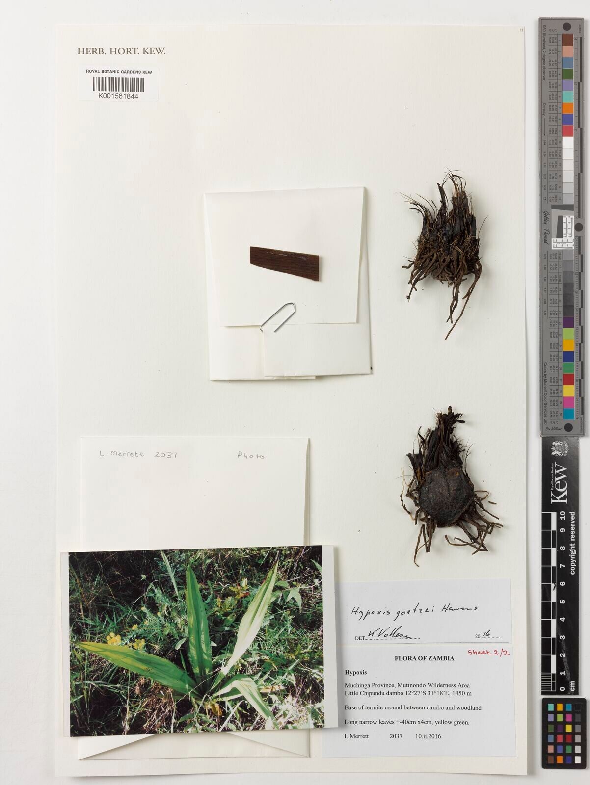 Hypoxis goetzei — search result for 'Hypoxis'