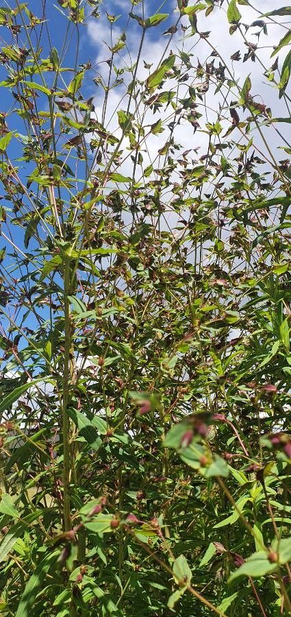 Euphorbia wellbyi leaf