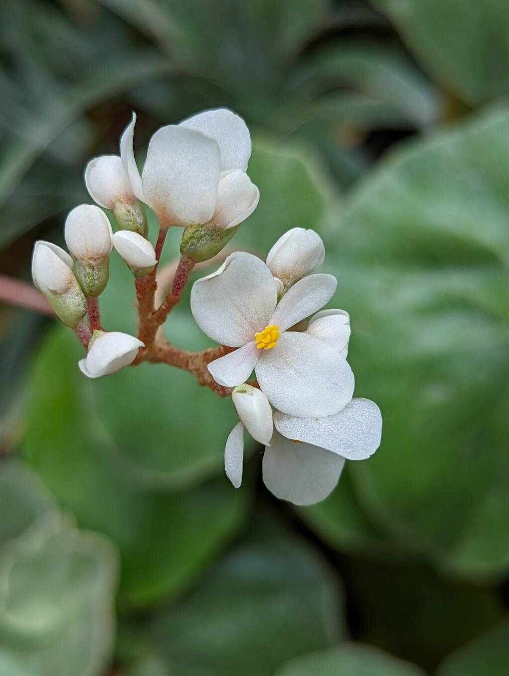 Begonia venosa flower