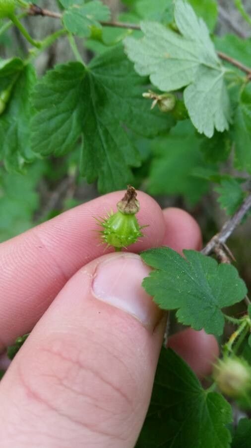 Ribes cynosbati flower