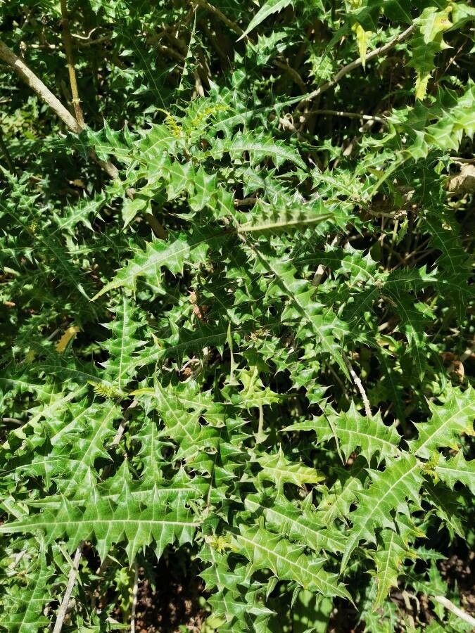 Acanthus sennii leaf