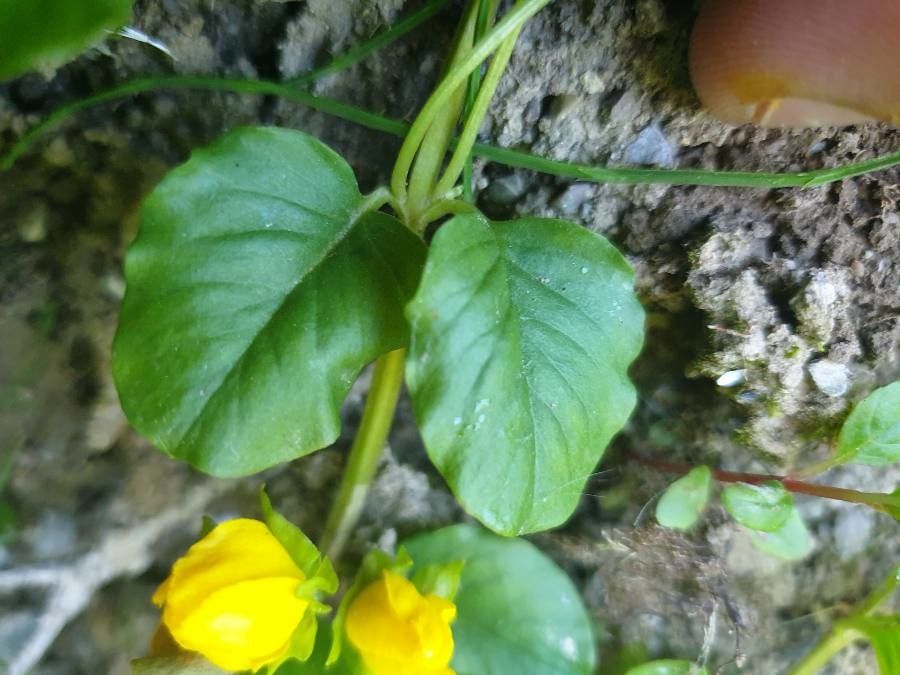 Lysimachia nemorum — search result for 'Primulaceae'