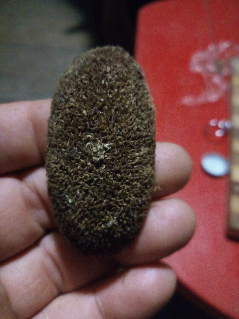 Dipteryx odorata fruit