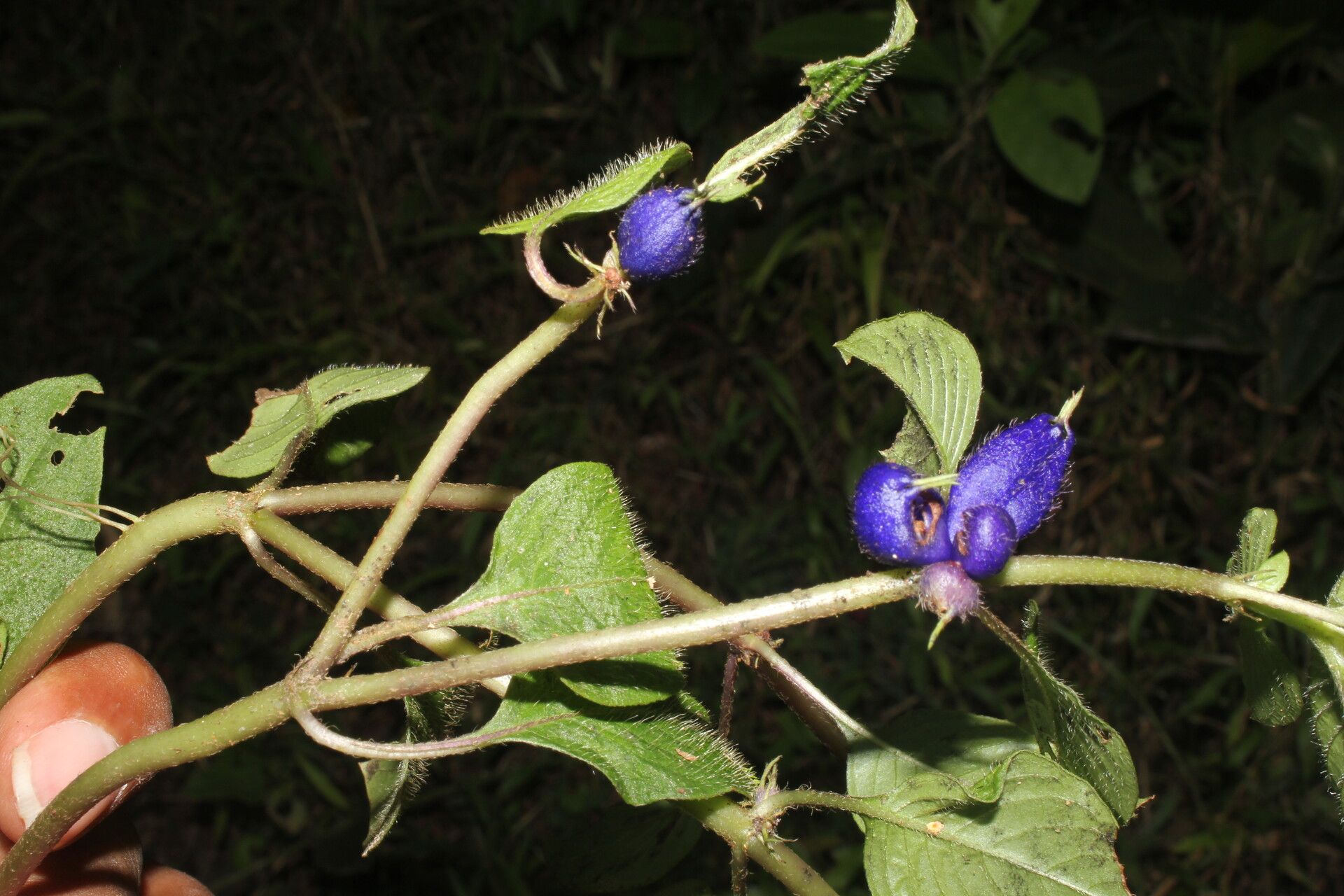 Coccocypselum herbaceum fruit