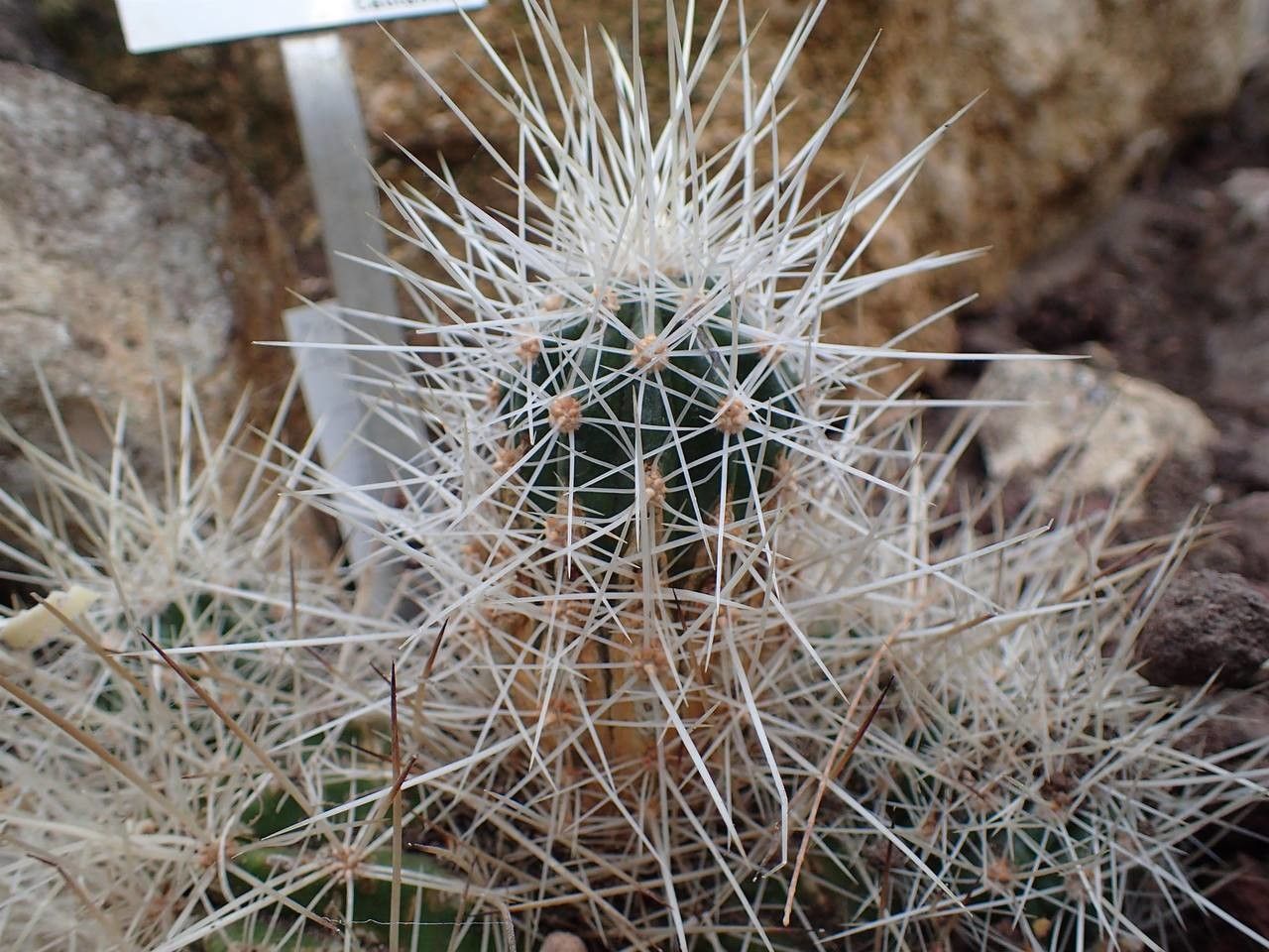Echinocereus stramineus fruit